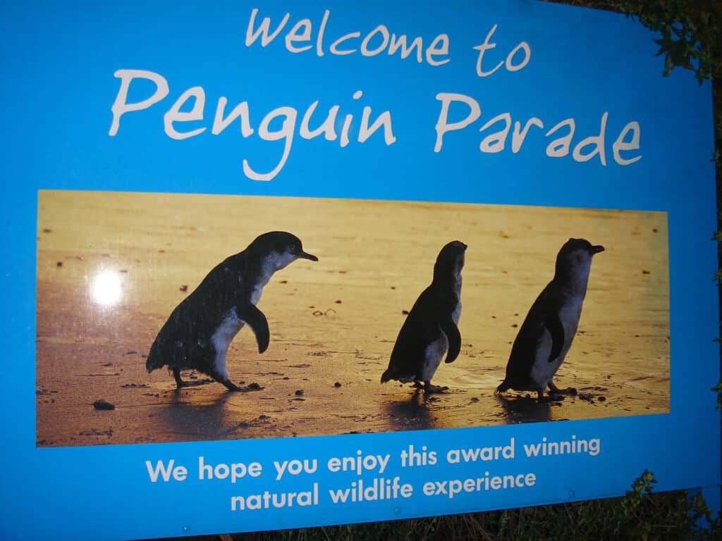 Parade des pingouins